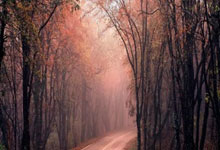 中国车手张好获电竞自行车世锦赛第十名